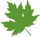 leaf icon