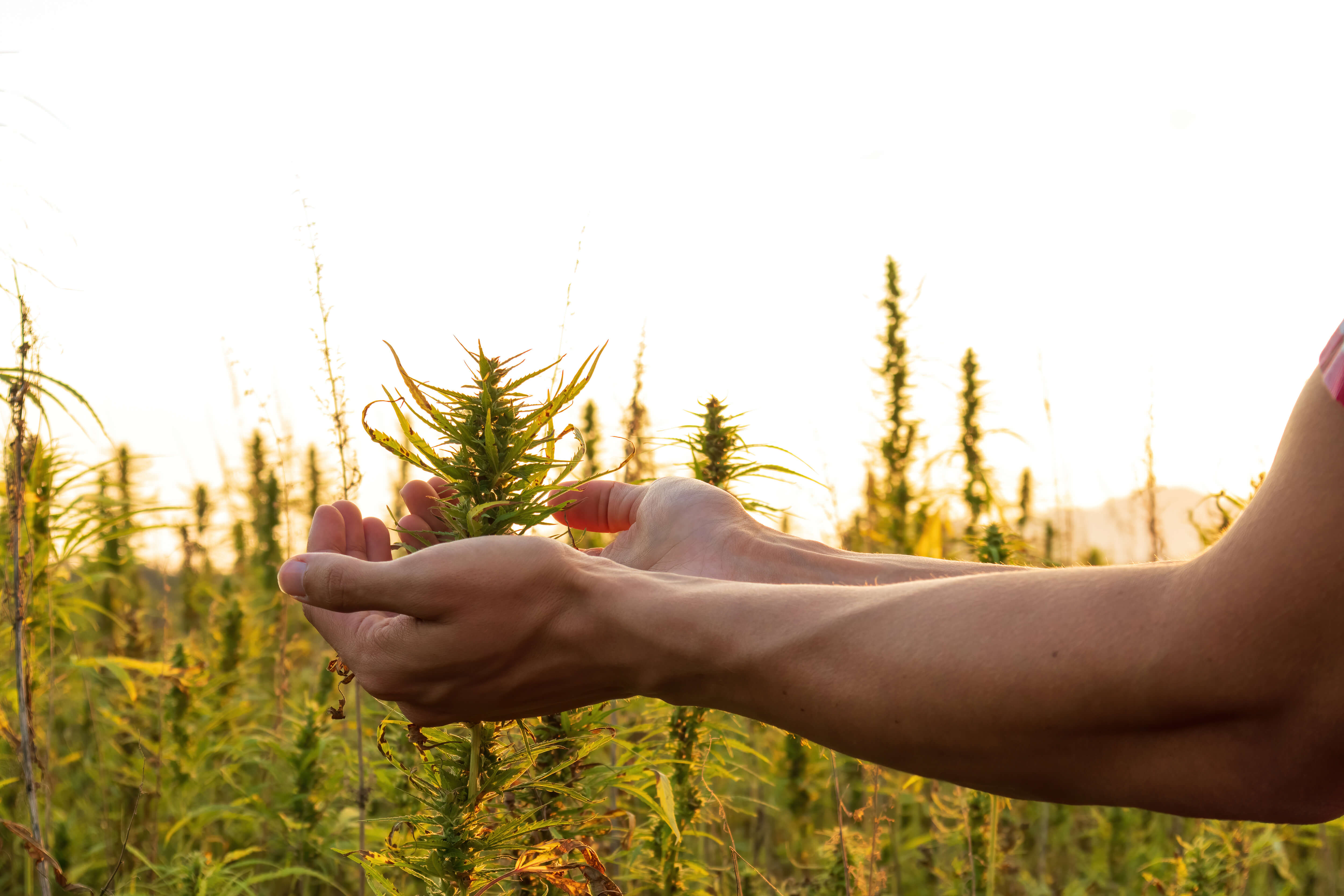 man holding cannabis plant
